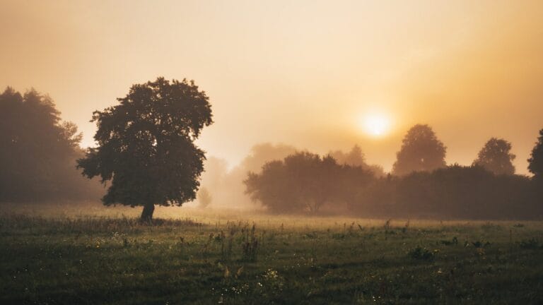 a field with trees and the sun in the background